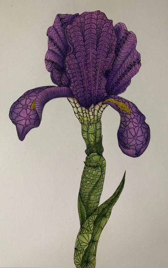 c'est n'est pas une iris