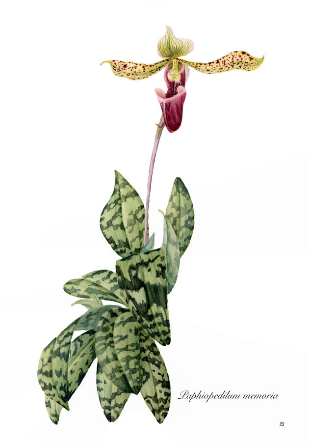 Lady-Slipper Orchid - Watercolor Lady-Slipper Orchid - Watercolor