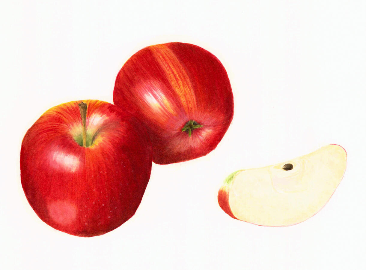 Apples - Watercolor Apples - Watercolor