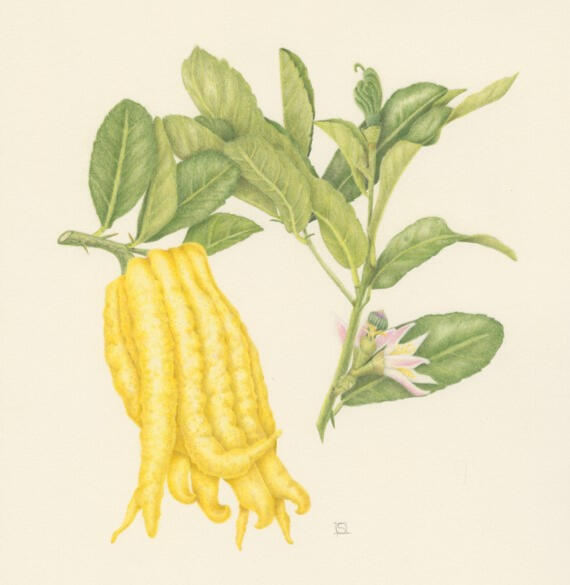 Buddha's Hand Citrus - Watercolor Buddha's Hand Citrus - Watercolor